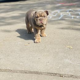 Bulldog Puppies from Midwest Monster Made Bulldogs