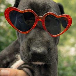 Echo - Black and white female Great Dane puppy in Brooksville, Florida from Follow My Lead Great Danes