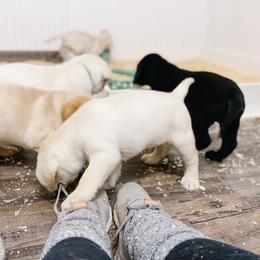 Dilute Retriever and Labrador Retriever Puppies from Landon J Farms Labrador Retrievers