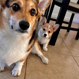 Pembroke Welsh Corgi Puppies from Enok Corgis