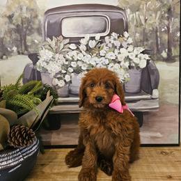 Pink female - Red  female Goldendoodle puppy in Haughton, Louisiana from Bailey’s Cajun Canines