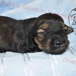 Black and cream sable - Sable male Dachshund puppy in Seminary, Mississippi from Down South Mavericks Dachshunds