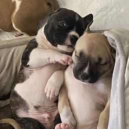 American Staffordshire Terrier Puppies from baycitiesamstaffs