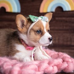 American Corgi, Australian Shepherd, and Pembroke Welsh Corgi Puppies from Clover S Farm