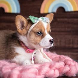 American Corgi, Australian Shepherd, and Pembroke Welsh Corgi Puppies from Clover S Farm