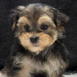 Tripp - Black and tan male Yorkipoo puppy in Lebanon, Kentucky from Mosaic Merle Doodles