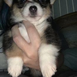 American Corgi and Pembroke Welsh Corgi Puppies from Chaotic Corgi’s