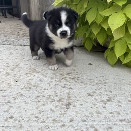 Cali - Tri-color female Pomsky puppy in Doon, Iowa from Luxury Pomsky