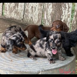 Dachshund and Pug Puppies from Wiggle'n V Ranch