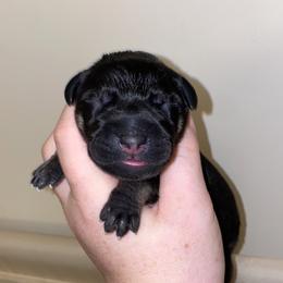 Boy 7 - Black male Great Dane puppy in Spartanburg, South Carolina from Pawlmetto Danes