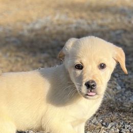 Girl 1 - Yellow female Labrador Retriever puppy in Center Ridge, Arkansas from J Bar B Kennels