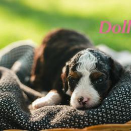 Dolly - Tri-color female Bernedoodle puppy in Stuart, Oklahoma from G Ridge Kennels
