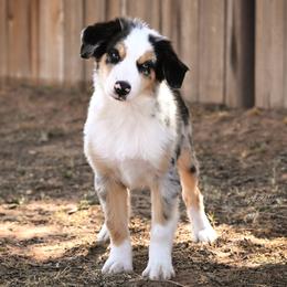 Caster - Blue merle male Miniature American Shepherd puppy in Snyder, Texas from RLA Miniature American Shepherds