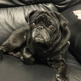 Fat Daddy - Pug