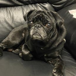 Fat Daddy - Pug