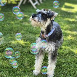 Tilly - Miniature Schnauzer