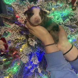 Pumpkin - Blue merle female Toy Australian Shepherd puppy in Princeton, Louisiana from Legacy Hill Aussies