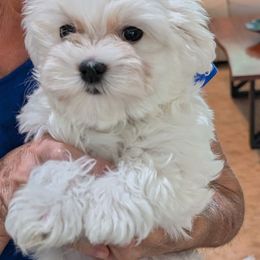 Puppy one - White male Maltese puppy in Spring Hill, Florida from Cher Chien Maltese