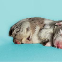 RIVER - Red merle male Australian Shepherd puppy in Silex, Missouri from Small Town Australian Shepherds