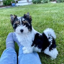 Biewer Terrier Puppies from Petit Bijou