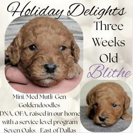 Blithe - Red  female Goldendoodle puppy in Scurry, Texas from 07 Seven Oaks Goldens and Doodles