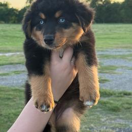 Lulu - Black tri female Miniature Australian Shepherd puppy in Yantis, Texas from Marie Mini Aussies
