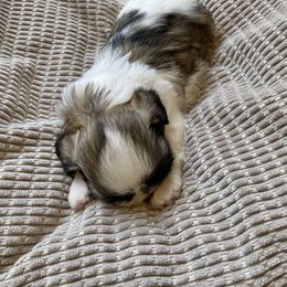 Shih Tzu Puppies from Willow Lane Shih Tzus