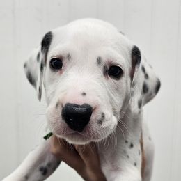 Green collar - White and black male Dalmatian puppy in Knoxville, Tennessee from Dazzling Dalz