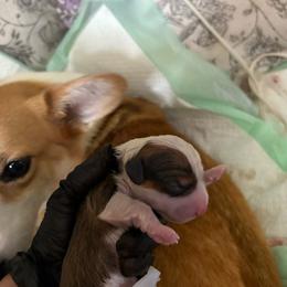 Sable Boy 2 - Sable male Pembroke Welsh Corgi puppy in Mountain View, Hawaii from Celtic Corgis