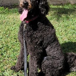 Goldendoodles from Yazzcito and the Goldendoodle Family ❣️