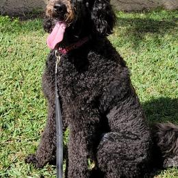 Goldendoodles from Yazzcito and the Goldendoodle Family ❣️