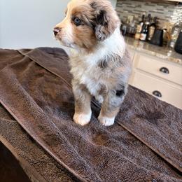 Miniature Australian Shepherd Puppies from Mid-Plains Mini Aussies