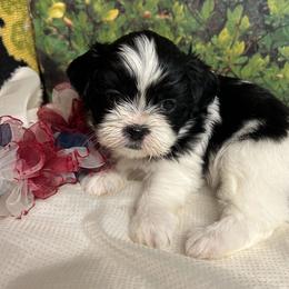 Double saddle female. Black and white new pics - Black and white female Shih Tzu puppy in Missouri from Anna's Babies in the Midwest