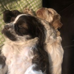 Cocker Spaniel Puppies from CamHardt Cockers Estate