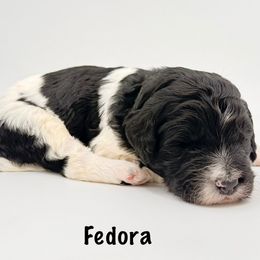 Fedora - Parti male Goldendoodle puppy in Milford, Pennsylvania from Doodles Are Golden