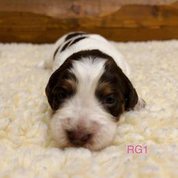 RG1 - Tri-Roan female English Springer Spaniel puppy in Britton, South Dakota from K&S Canines