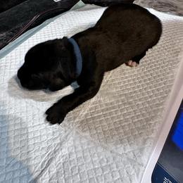 Elvis - Black male Newfoundland puppy in Eugene, Oregon from Willamette Valley Newfoundlands