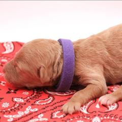 Purple - Caramel female Labradoodle puppy in Lexington Park, Maryland from SUNNY SIDE DOODLES
