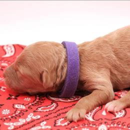 Purple - Caramel female Labradoodle puppy in Lexington Park, Maryland from SUNNY SIDE DOODLES