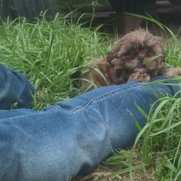 Shih Tzu Puppies from Peterson Shih Tzus