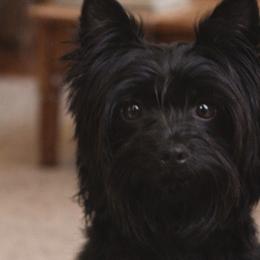 Tiggy - Yorkshire Terrier