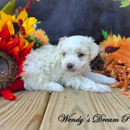 Kodi - White male Poodle puppy in Norman, Indiana from Wendy's Dream Poodles