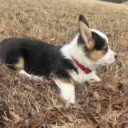 Boy 2 - Black and tan male Pembroke Welsh Corgi puppy in Honey Grove, Texas from JK Ranch Corgis