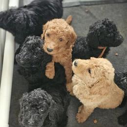 Poodles from Maynard Poodles