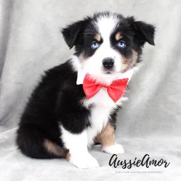BTM Blue Eyes - AKC - Black tri male Miniature Australian Shepherd puppy in Pinehurst, Texas from Aussie Amor