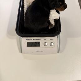 Carol - Black and tan female Dachshund puppy in Irving, Texas from DFW Dachshunds by G & S