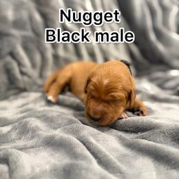 Black - Golden male Golden Retriever puppy in Salt Lake City, Utah from Soaring golden retrievers