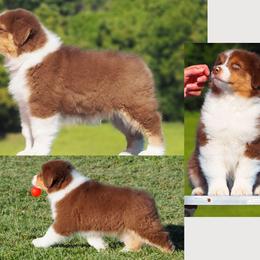 Rufus - Red tri-color male Australian Shepherd puppy in Cape Girardeau, Missouri from Promise Keeper Kennel