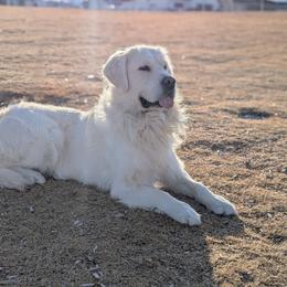 Henry - Golden Retriever