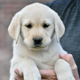 Grey female - Yellow female Labrador Retriever puppy in Mississippi from Sure Shot English Labs